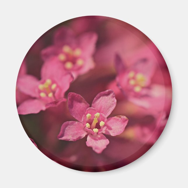 Beautiful Pink Flowers Magnet (Front)