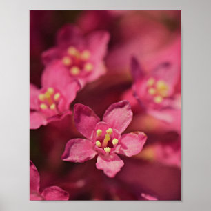 Beautiful Pink Flowers Poster