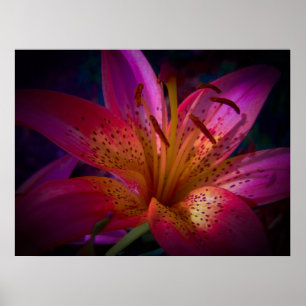 Beautiful Pink Lily Poster