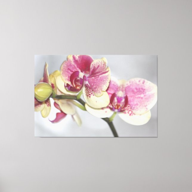 Beautiful Pink Orchid Canvas Print (Front)