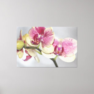 Beautiful Pink Orchid Canvas Print