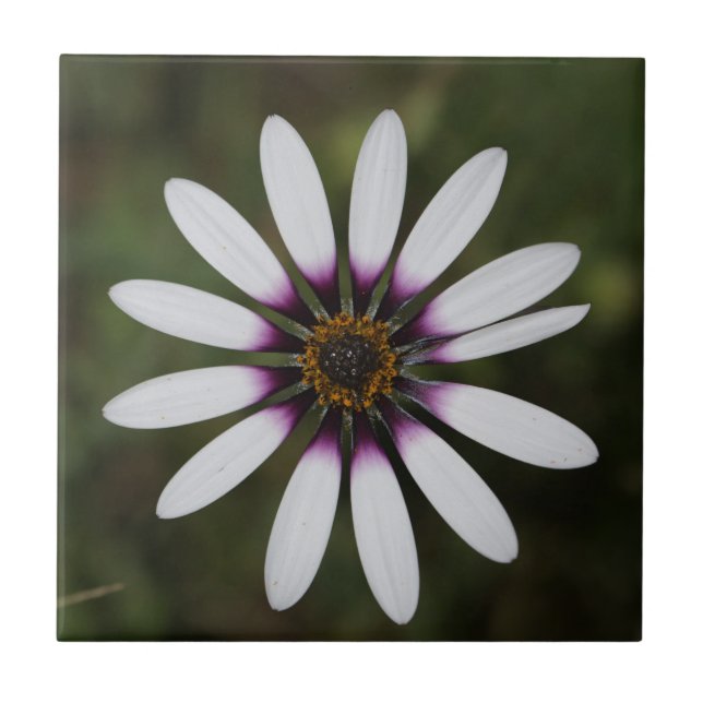 Beautiful Pink Osteosperum Flower Tile (Front)