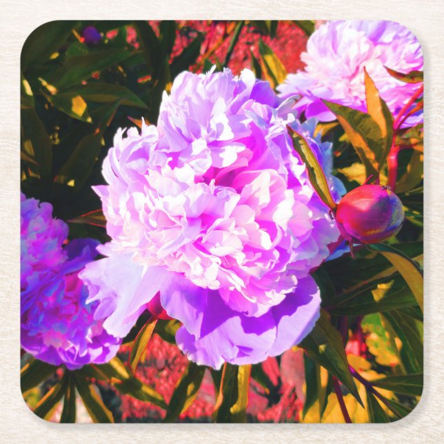 Beautiful Pink Peonies Square Paper Coaster (Front)