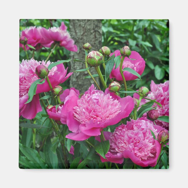 Beautiful pink peony flowers magnet (Front)