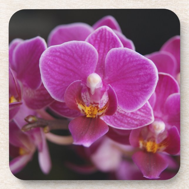 Beautiful Pink Phalaenopsis Orchid Blooming Coaster (Front)