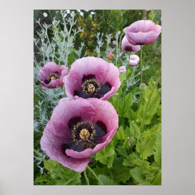 Beautiful Pink Poppy Flower Garden Poster (Front)