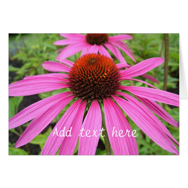 beautiful pink purple flowers (Front Horizontal)