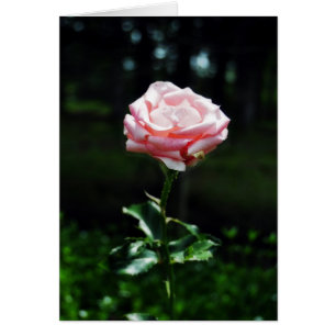 Beautiful Pink Rose