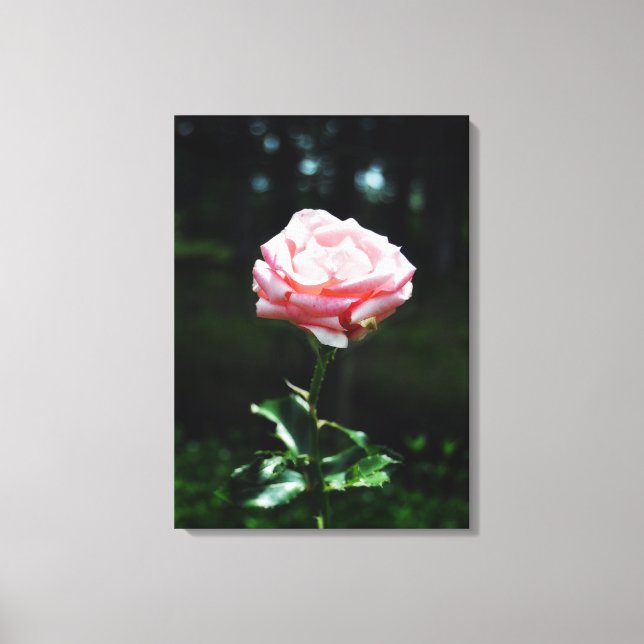 Beautiful Pink Rose Canvas Print (Front)