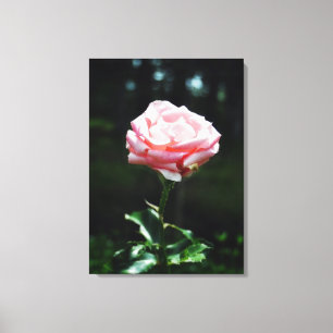 Beautiful Pink Rose Canvas Print