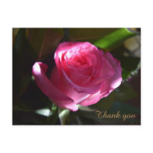 Beautiful Pink rose card