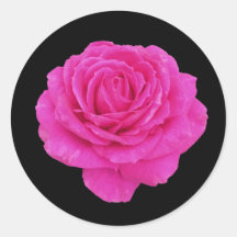 Beautiful pink rose