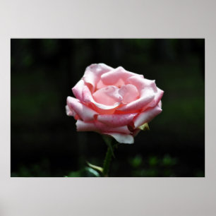 Beautiful Pink Rose Close-up Poster
