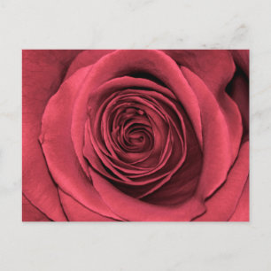 Beautiful Pink Rose Flower Floral Photo Postcard