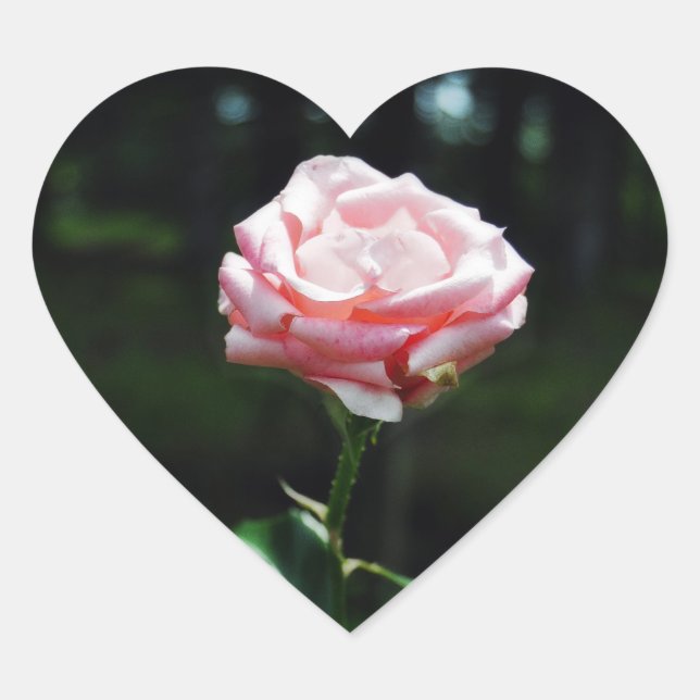 Beautiful Pink Rose Heart Sticker (Front)