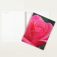 Beautiful Pink Rose Macro Photograph 