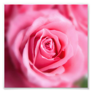 Beautiful Pink Rose Photo Print
