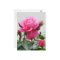 Beautiful Pink Rose
