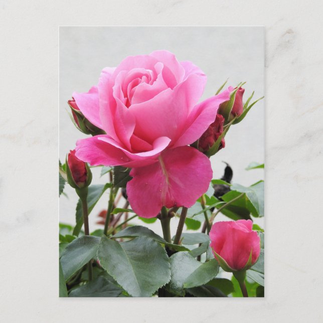 Beautiful Pink Rose Postcard (Front)