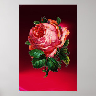 BEAUTIFUL PINK ROSE POSTER