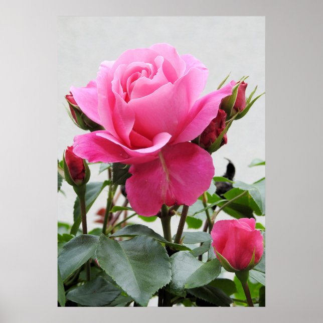 Beautiful Pink Rose Poster (Front)