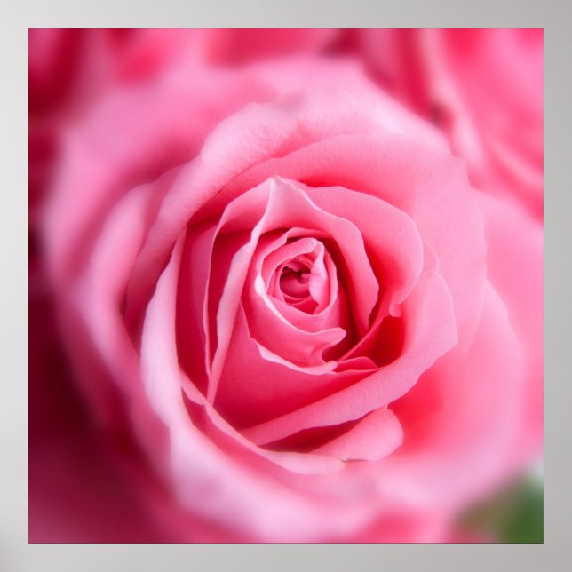 Beautiful Pink Rose Poster (Front)