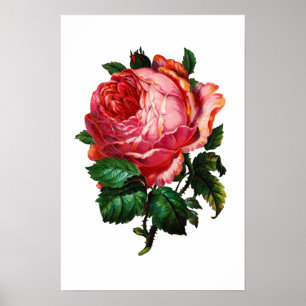 BEAUTIFUL PINK ROSE POSTER