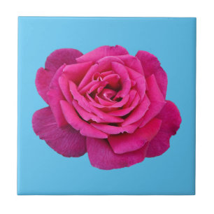 Beautiful pink rose tile
