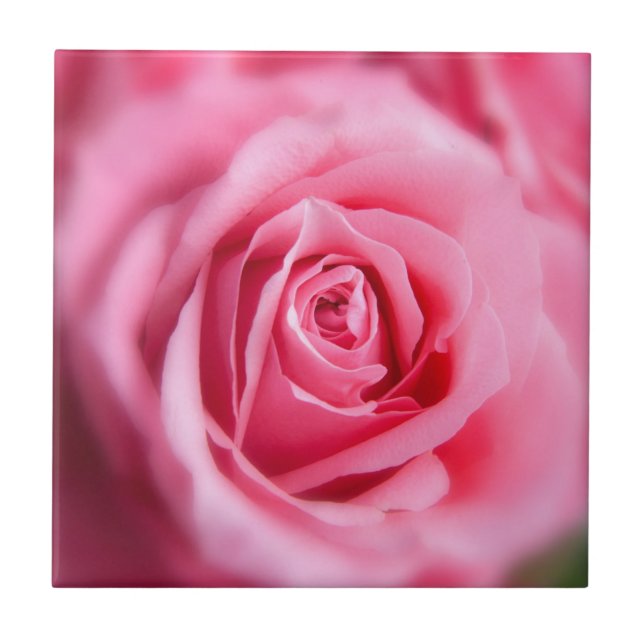 Beautiful Pink Rose Tile (Front)
