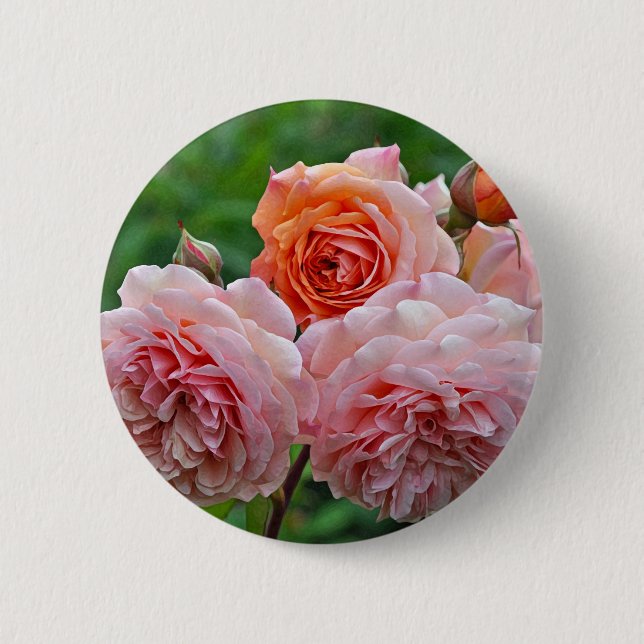 Beautiful pink roses 2 inch round button (Front)