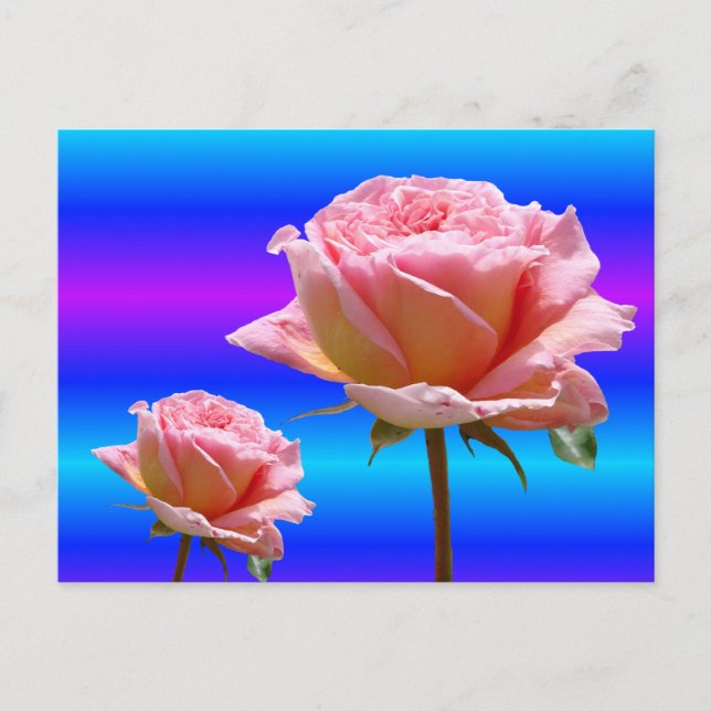 Beautiful Pink Roses Close Up DIY Postcard (Front)
