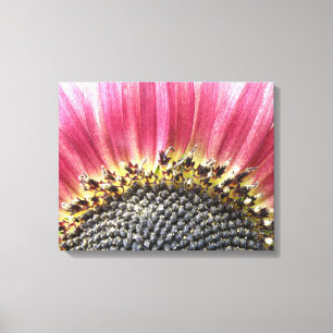 Beautiful Pink Sunflower Canvas Print