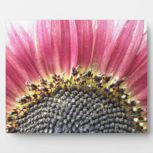 Beautiful Pink Sunflower Plaque