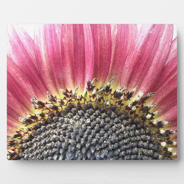 Beautiful Pink Sunflower Plaque (Front)