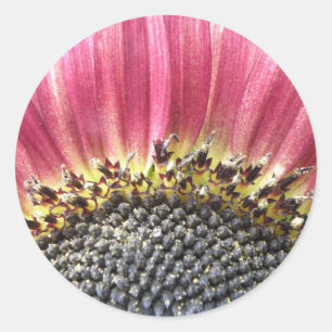 Beautiful Pink Sunflower Stickers