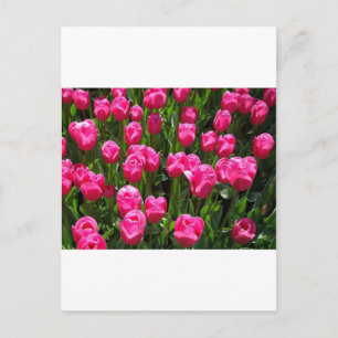 BEAUTIFUL PINK TULIPS POSTCARD
