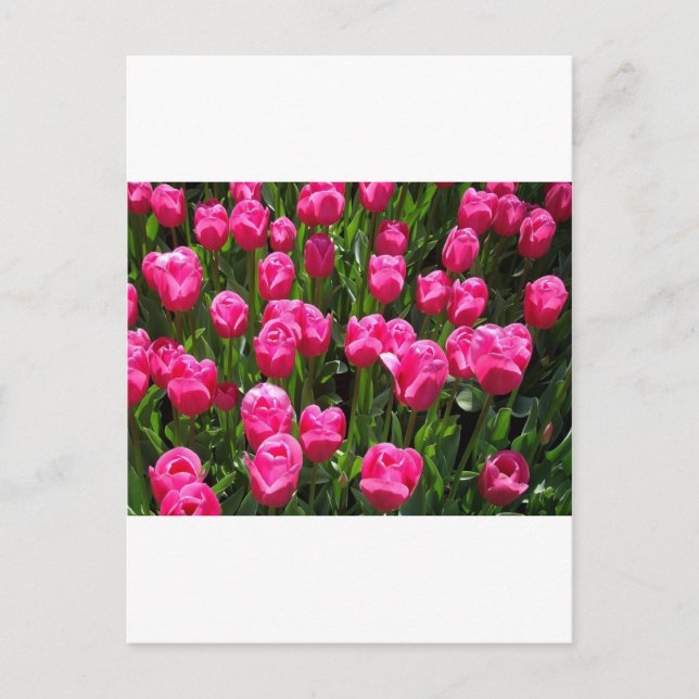 BEAUTIFUL PINK TULIPS POSTCARD (Front)