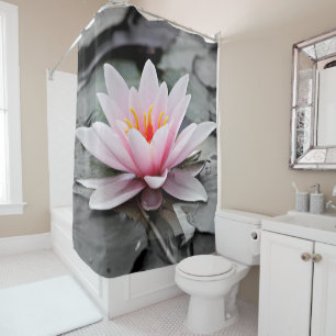 Beautiful pink water lily