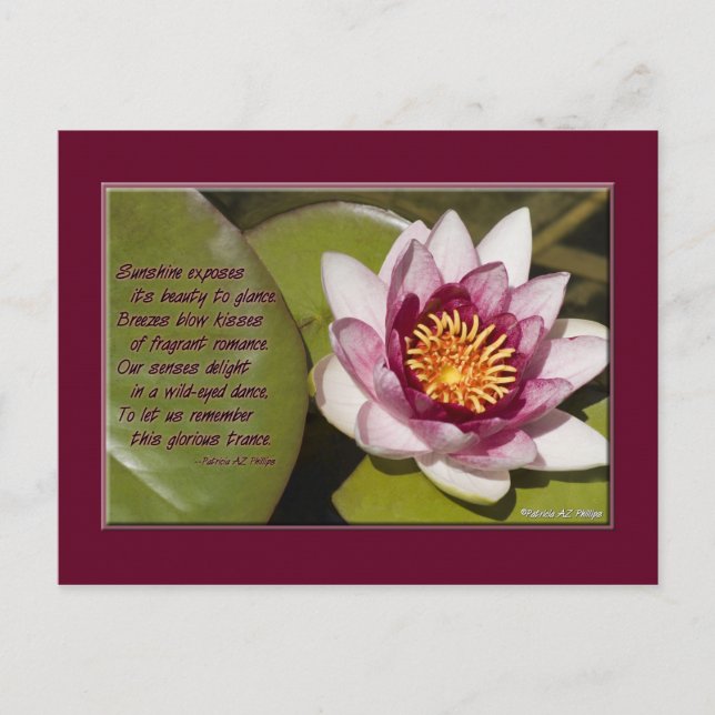 Beautiful Pink Water Lily On Lily Pads Postcard (Front)