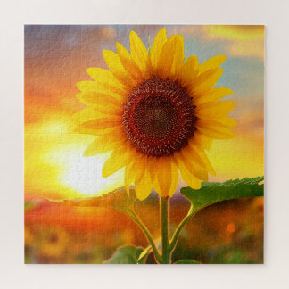 beautiful plant flower sunflower at sunset  jigsaw puzzle