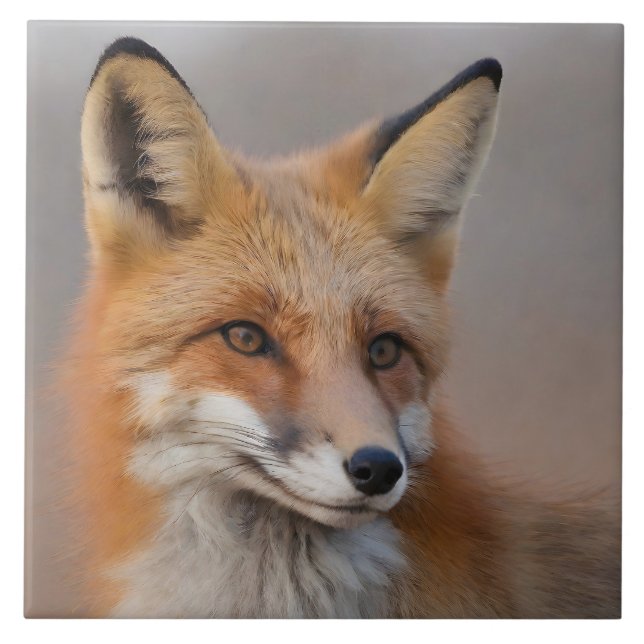 Beautiful Portrait of Red Fox in Wilderness 3a  Tile (Front)