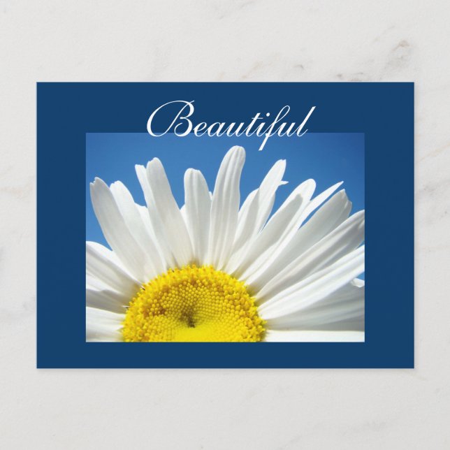 Beautiful postcards White Daisy Flowers post cards (Front)