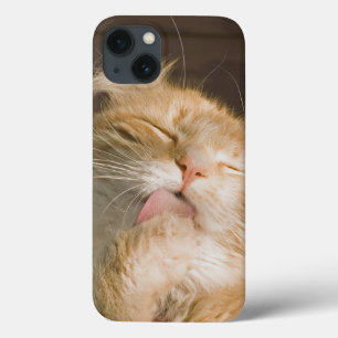 Beautiful Preening Maine Coon Cat Close-Up Photo iPhone 13 Case