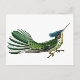 Beautiful pretty bird of paradise picture postcard