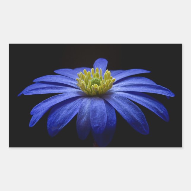 Beautiful Pretty Blue Flower on Black Sticker (Front)