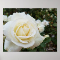 Beautiful pristine white rose photo
