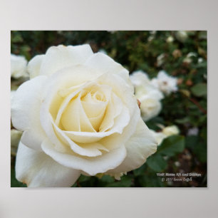 Beautiful pristine white rose photo poster