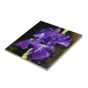 Beautiful Purple Bearded Iris in the Afternoon Sun Tile