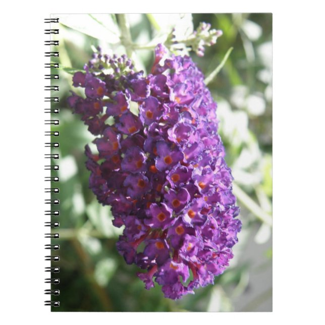Beautiful Purple Buddleia Flowers Notebook (Front)