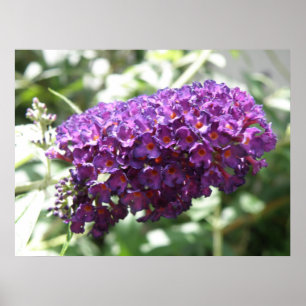 Beautiful Purple Buddleia Flowers Print